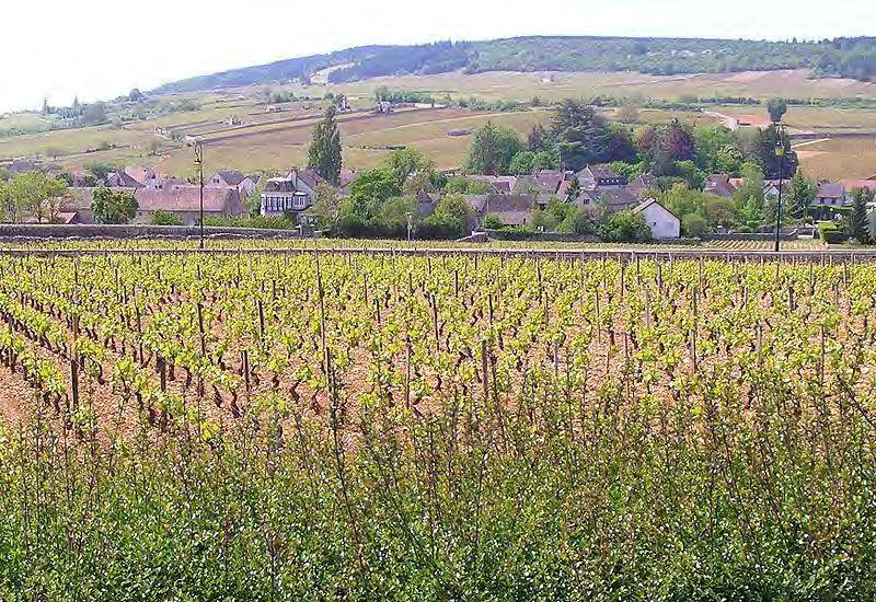 Burgundy (continued) The history of wine production in Burgundy precedes the Roman Empire.