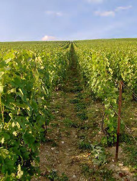 The Terroir of Champagne The most distinguishing characteristic of this environment is the high concentration of chalk in the soil.