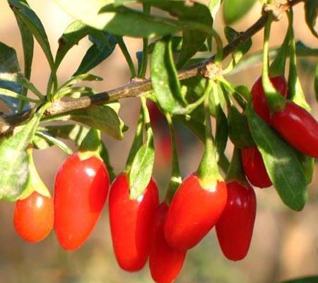 Goji - the Oriental fruit of God Goji is the ripened fruit of Ningxia area in China.
