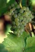 Muscaris: White that is similar to the Muscat/Valvin Muscat variety with some characteristic of Gewurtz.