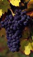 Cabernet Cortis (Red): Vegetal nose with a strong hybrid flavor. Monarch: Cross between Muscat and Dornfelder.