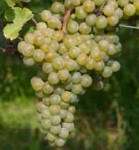 GM 8107-3 (White): Nice mouthfeel and balance with good acidity. Reminded me of a nice Pinot Blanc.