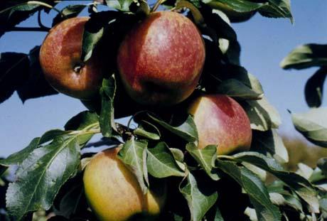 Battleford Apple FRUIT TREES Malus - Apple Malus x Battleford Parentage: Russian seedling Fruit Colour: Red over pale yellow Fruit Size: 6-7.