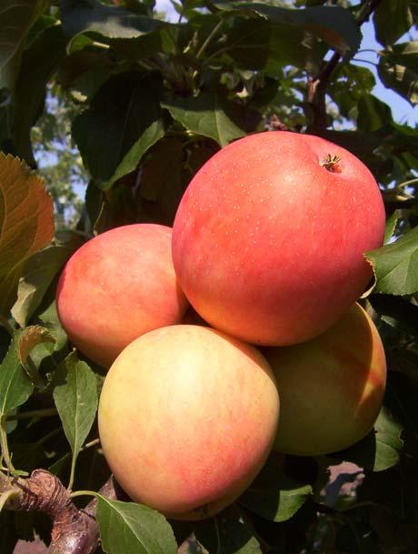 Rescue Applecrab Malus x Rescue Parentage: Blushed Calville OP Fruit Colour: Yellow, red stripes Fruit Size: 3-4 cm Hardiness: Zone 2 Small fruit is very sweet for eating fresh and good for canning.
