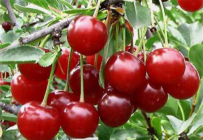 Indigo Treat Honeyberry (9-91) SMALL FRUIT Lonicera - Honeyberry (Haskap) Lonicera caerula Indigo Treat Fruit Size: 1.4 grams Hardiness: Zone 2 Produces firm fruit ideal for freezing.