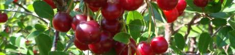 It is suitable for mechanized harvest. University of Saskatchewan introduction. Goji Berry Goji Berry Lycium - Goji Berry Lycium barbarum Height: 6-8 Feet (2.