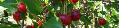 Carmine Jewel Cherry Prunus - Tart Cherry P. x kerrasis SK Carmine Jewel Height: 6-8 Feet (2.
