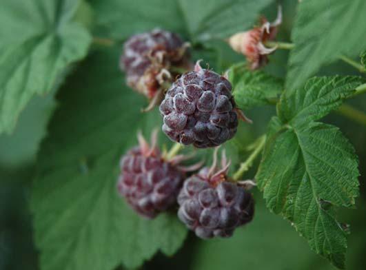 5 m) Fruit Colour: Black Fruit Size: Clusters (1 cm) Hardiness: Zone 2 Large, black berries are useful for jelly. Leaves produce a strong aroma.
