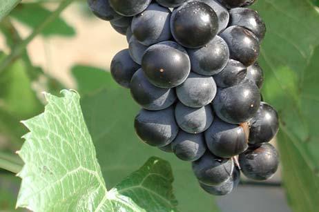 25 m) Fruit Colour: Dark-blue Fruit Size: 0.75 cm Hardiness: Zone 3 Small, dark blue fruit with a wild berry flavour.