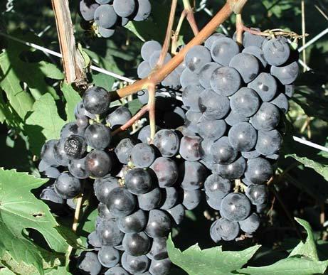 Beta Grape Vitis - Grape Vitis x 'Beta' Height: 4-5 Feet (1.5 m) Fruit Colour: Blue-purple A hardy cultivar with fruit quality similar to Ontario blue grapes.