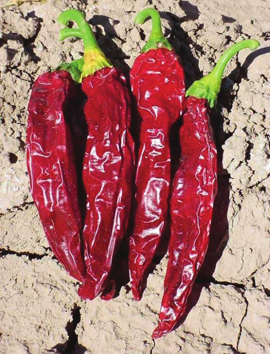 Provide peppers with an even moisture supply, but take care to not overwater. Chile wilt (Phytophthora root rot) can be a major problem under wet conditions.