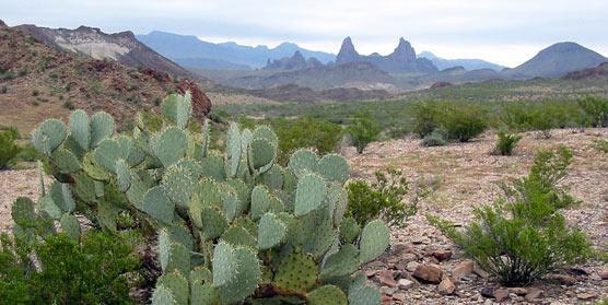 Conclusion The Chihuahuan Desert receives only about 10 inches of rainfall per year.
