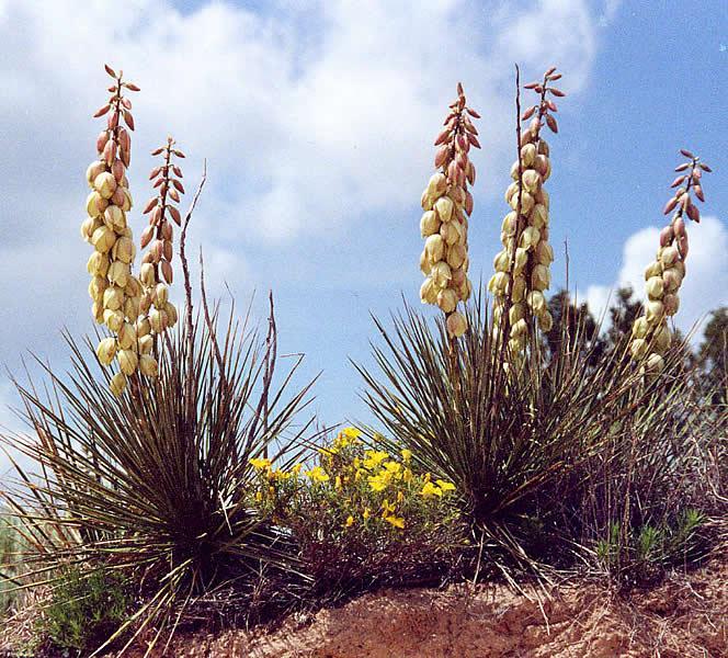 Yucca species thrive in rocky, dry soil with full sunlight. Generally they grow to be about ten feet tall, they are highly drought resistant and produce edible fruits and cream colored flowers.