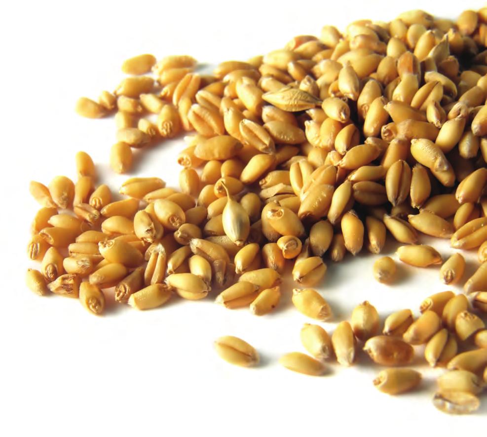 Wheat Grading Data Each determination of heat-damaged kernels, damaged after sieving according to procedures prescribed in the kernels, foreign material, wheat of other classes, FGIS instructions.