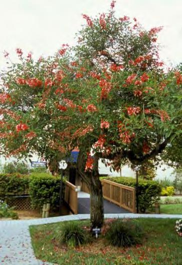 Erythrina crista-galli Cockspur coral Tree, Cry-Baby-Tree A April-July 14 flowering