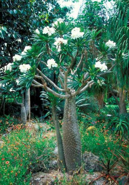 Pachypodium lamerei Madagascar Palm Flower Display: A Origin: Western Madagascar Salt tolerance:
