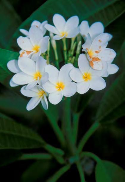 Plumeria rubra Frangipani Flowers: Salverform, fleshy, strongly perfumed, white, yellow,