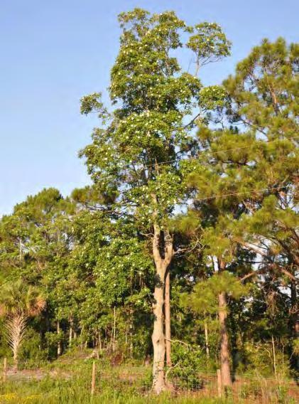 Gordonia lasianthus Loblolly Bay C May June Evergreen Florida Native Low