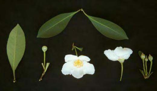 Gordonia lasianthus Loblolly Bay Leaf: Simple, alternate,