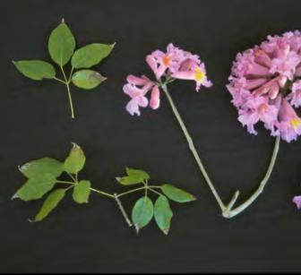 Tabebuia heptaphylla Pink