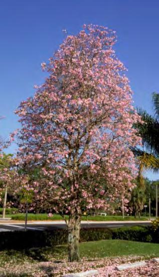 Tabebuia hetrophylla Pink Trumpet Tree B+ March April, sporadic
