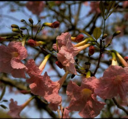 Tabebuia hetrophylla Pink Trumpet Tree Leaves: Palmate, opposite, 6-12 inches long, with mostly