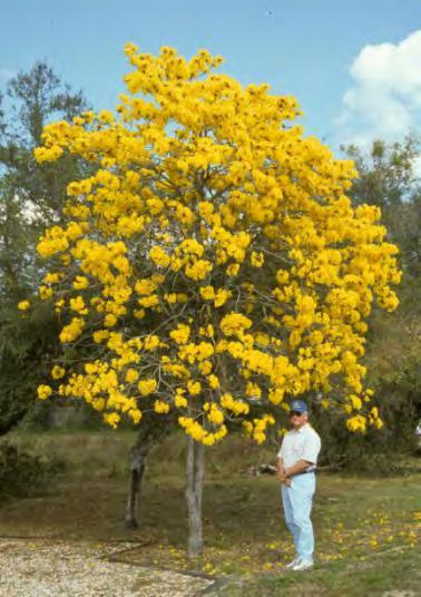 Tabebuia ochracea Gold Trumpet Tree A+ February March Trees flower when quite young 21 flowering days 24