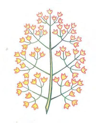 Panicle: An inflorescence with several