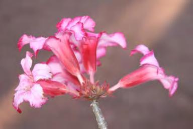 Adenium obesum Desert Rose