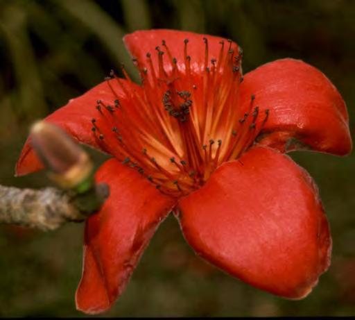 Bombax ceiba Red-Silk Cotton, Bombax Flowers: Heavy, 6