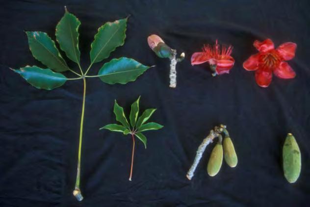 Bombax ceiba Red-Silk Cotton, Bombax Leaves: Palmate, to 24 inches long, with rarely 3-4,