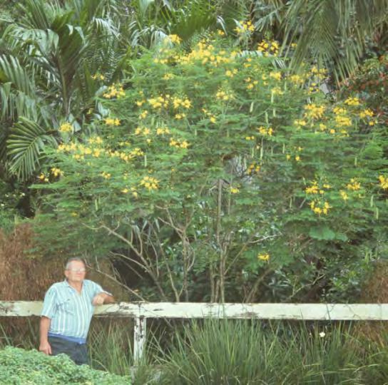 Caesalpinia pulcherrima Dwarf Poinciana, Barbados Fence Post A May January Semi