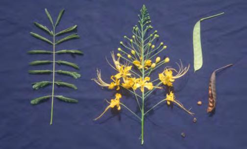 Caesalpinia pulcherrima Dwarf Poinciana Leaves: Even-bipinnate, to 16
