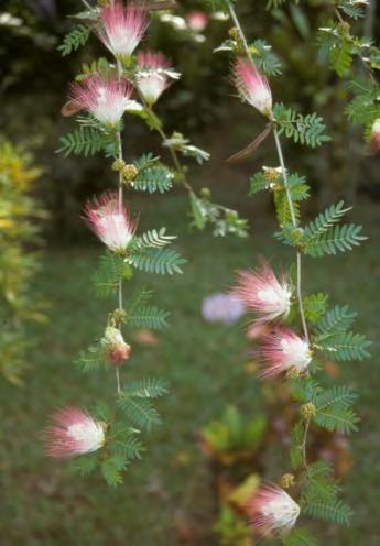 Calliandra surinamensis Pink Powderpuff B October April Evergreen Low Salt