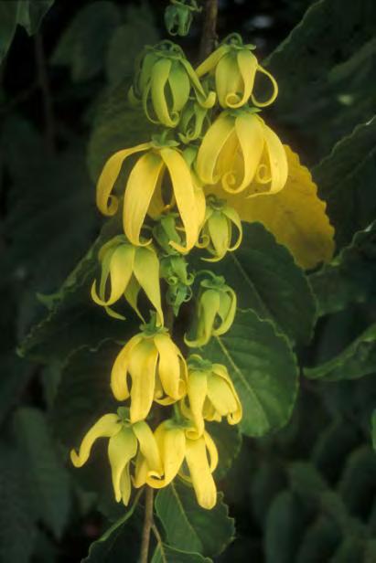 Cananga odorata Ylang-Ylang A leafy evergreen, it holds the drooping flowers along its bowing branches.