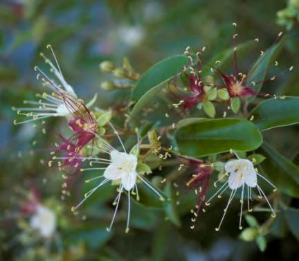Capparis cynophallophora Jamaican Caper A dense, low forming pyramidal or rounded crown, stiff leaves that are shiny green above and light brown beneath, and