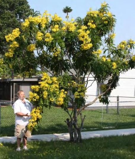 Cassia afrofistula African Cassia A Growth Rate: Medium Flowering Month(s): May - September