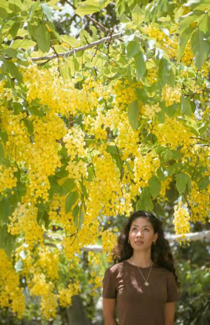 Cassia fistula Golden Shower it is at its best in May and June. Leaves begin to fall in April in preparation for the display.