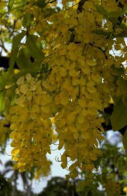 Cassia fistula Golden Shower Leaves: Even-pinnate, alternate, 12-18 inches long, 4-8 pairs of ovate, opposite, leaflets, 3-6 inches long Flowers: Five bright yellow, widely spaced