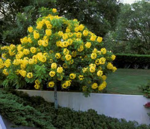 Cassia leptophylla Gold Medallion Tree A+ April - June 21 Flowering Days Briefly