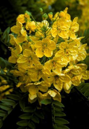 Cassia leptophylla Gold Medallion Tree It has a dense, low spreading, globose crown crammed with huge terminal clusters