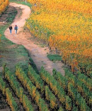 VINEYARDS visiting AND alsace WINES FROM ALSACE THERE IS NO BETTER WAY TO DISCOVER ALSACE AND ITS WINES THAN to walk along the Alsace Wine Route, or to stop by the Museum of the Vineyard and Wines of