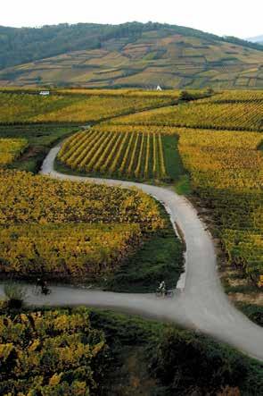 VINEYARDS AND WINES FROM ALSACE LOCATED ON FRANCE S EASTERN BORDER AND ON THE WEST BANK of the upper Rhine adjacent to Germany and Switzerland, Alsace is a true gem for winemaking.