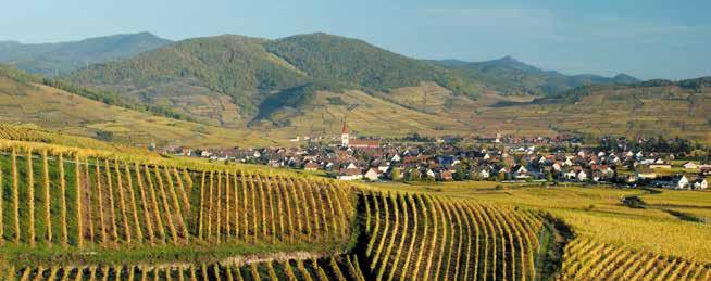 53 AOCS ALL ALSACE WINES ARE APPELLATION WINES, AND BELONG TO ONE of 53 Appellations d Origine Contrôlées (AOC).