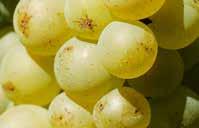 Like Pinot Gris, Gewurztraminer and Muscat, it is among the four grape varietals authorized for the production of Grand Cru wines, late Harvest wines and Sélection de Grains Nobles.