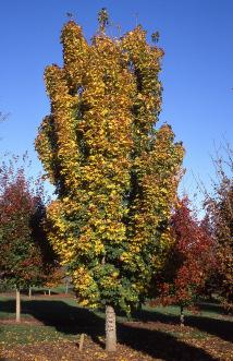 10 Wade & Gatton Nurseries Acer platanoides columnare Compact, COLUMNAR NORWAY MAPLE (40') A compact, narrow growing tree. Very dark green leaves. Very hardy and durable.