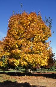 Fall foliage color was first noted by this author in 1982 as superb. Color was and remained stable to date on all blocks of Emerald Queen. Color is orange-yellow, and is close to Sugar Maple.