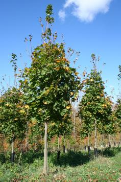 14 Wade & Gatton Nurseries Acer platanoides Jade Glen, JADE GLEN NORWAY MAPLE (50') An outstanding selection, certainly one of the best Norway Maples, where you wish a nice well shaped tree.