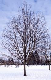 Wade & Gatton Nurseries 15 Acer platanoides Pond, EMERALD LUSTRE NORWAY MAPLE (45' tall x 40' wide) Upright spreading and rounded growth habit. Medium green foliage turns yellow in Autumn.