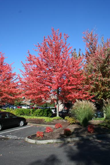 Wade & Gatton Nurseries 17 Acer pseudosieboldianum, KOREAN OR PURPLE BLOOM MAPLE (15-25' tall x 15-25' spread) An upright, deciduous small tree or large shrub that matures over time to 15-25' tall